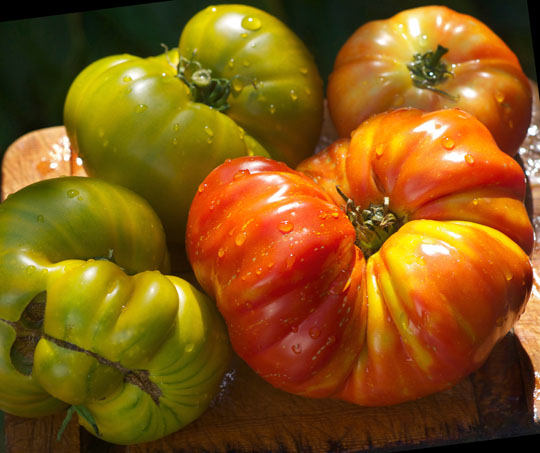 The ugliest tomatoes are the tastiest tomatoes!